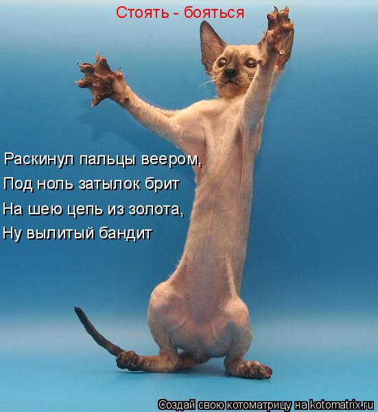 Котоматрица: Стоять - бояться Раскинул пальцы веером, Под ноль затылок брит На шею цепь из золота, Ну вылитый бандит
