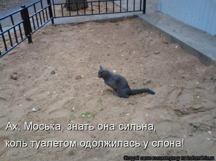 Котоматрица: Ах, Моська, знать она сильна, коль туалетом одолжилась у слона!