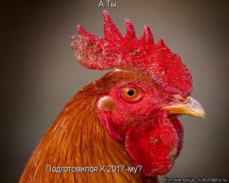 Котоматрица: А Ты, Подготовился К 2017-му?