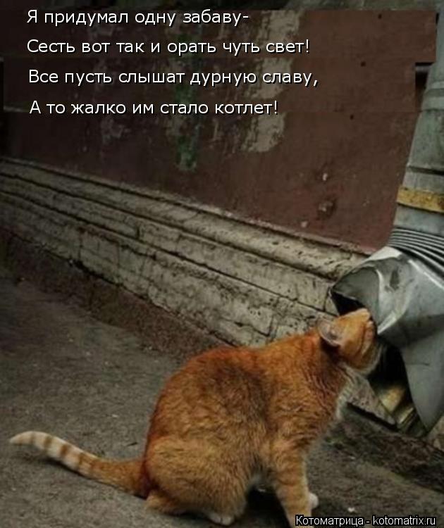 Я придумал одну забаву- Сесть вот так и орать чуть свет! Все пусть слышат дурную славу, А то жалко им... Котоматрица: Я придумал одну забаву- Сесть вот так и орать чуть свет! Все пусть слышат дурную славу, А то жалко им стало котлет!