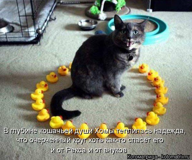 Котоматрица: В глубине кошачьей души Хомы теплилась надежда, что очерченный круг хоть как-то спасёт его и от Рекса и от внуков