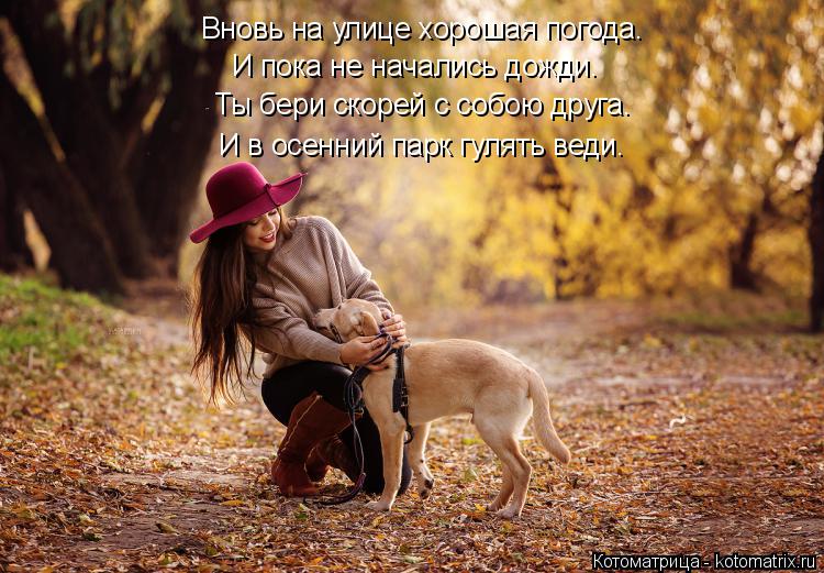 Котоматрица: Ты бери скорей с собою друга. И в осенний парк гулять веди. И пока не начались дожди. Вновь на улице хорошая погода.