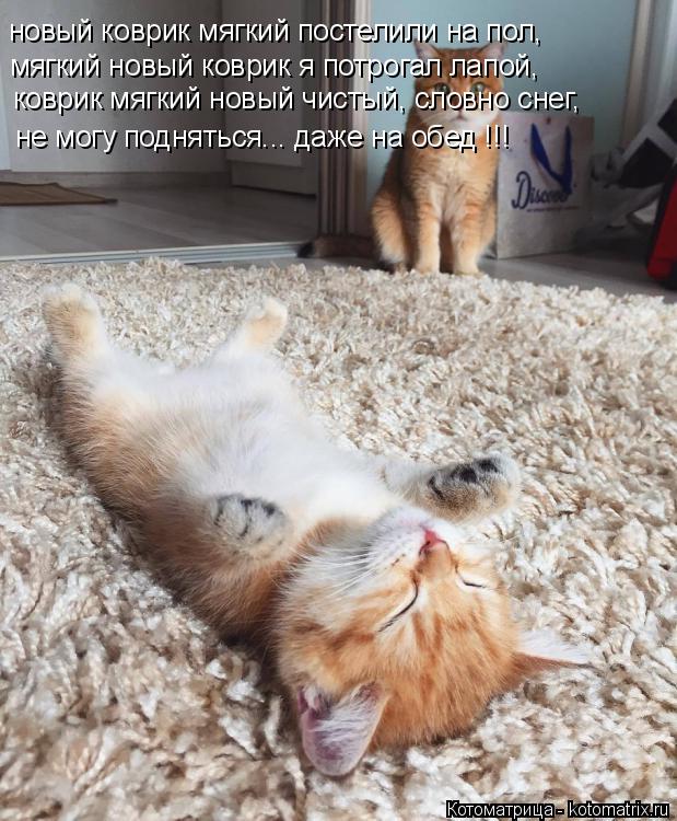 Котоматрица: новый коврик мягкий постелили на пол, мягкий новый коврик я потрогал лапой, коврик мягкий новый чистый, словно снег, не могу подняться... даж