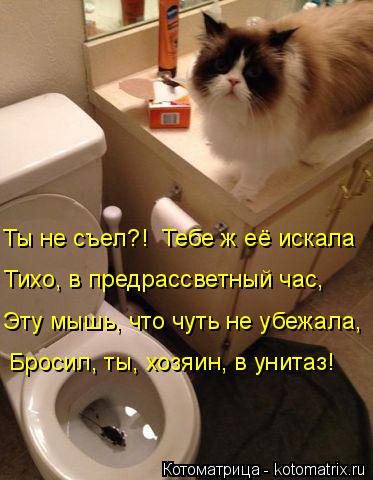 Котоматрица: Эту мышь, что чуть не убежала, Тихо, в предрассветный час, Ты не съел?!  Тебе ж её искала Бросил, ты, хозяин, в унитаз!