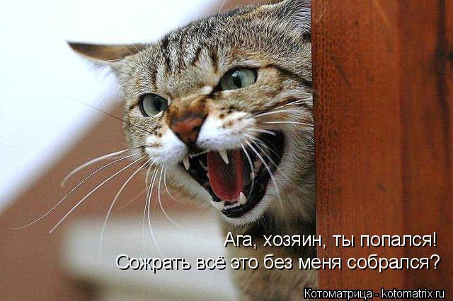 Котоматрица: Ага, хозяин, ты попался! Сожрать всё это без меня собрался?
