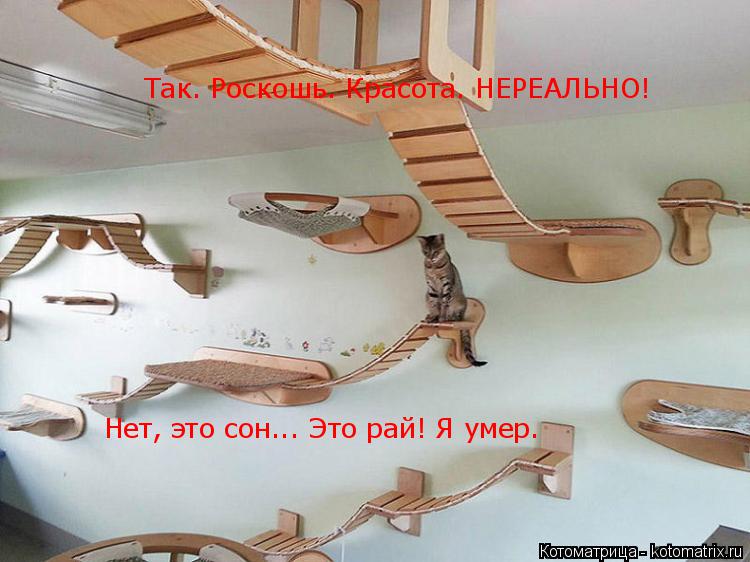 Котоматрица: Так. Роскошь. Красота. НЕРЕАЛЬНО! Нет, это сон... Это рай! Я умер.