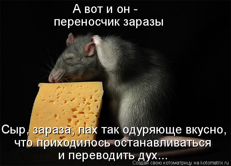 Котоматрица: А вот и он - переносчик заразы Сыр, зараза, пах так одуряюще вкусно, что приходилось останавливаться  и переводить дух...