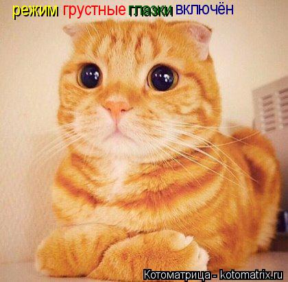Котоматрица: режим грустные глазки включён