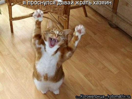 Котоматрица: я проснулся давай жрать хазяин