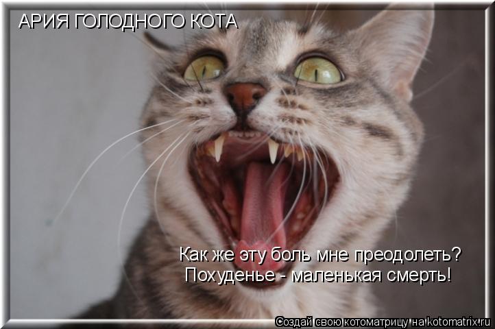 Котоматрица: АРИЯ ГОЛОДНОГО КОТА Как же эту боль мне преодолеть? Похуденье - маленькая смерть!