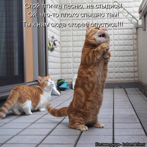 Котоматрица: Спой птичка песню, не стыдись! Ой, что-то плохо слышно там! Ты к нам сюда скорее опустись!!!