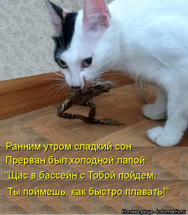 Котоматрица: Ранним утром сладкий сон  Прерван был холодной лапой. "Щас в бассейн с Тобой пойдем. Ты поймешь, как быстро плавать!"