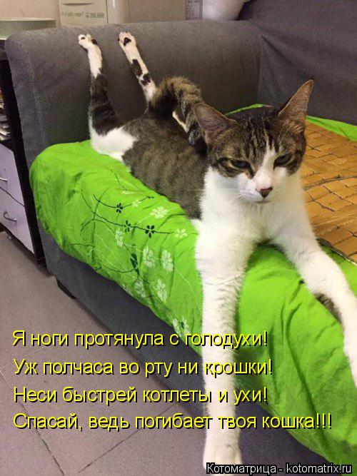 Котоматрица: Я ноги протянула с голодухи! Уж полчаса во рту ни крошки! Неси быстрей котлеты и ухи! Спасай, ведь погибает твоя кошка!!!