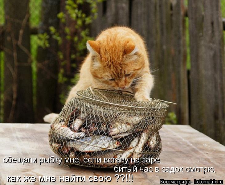Котоматрица: обещали рыбку мне, если встану на заре, как же мне найти свою ??!!! битый час в садок смотрю,