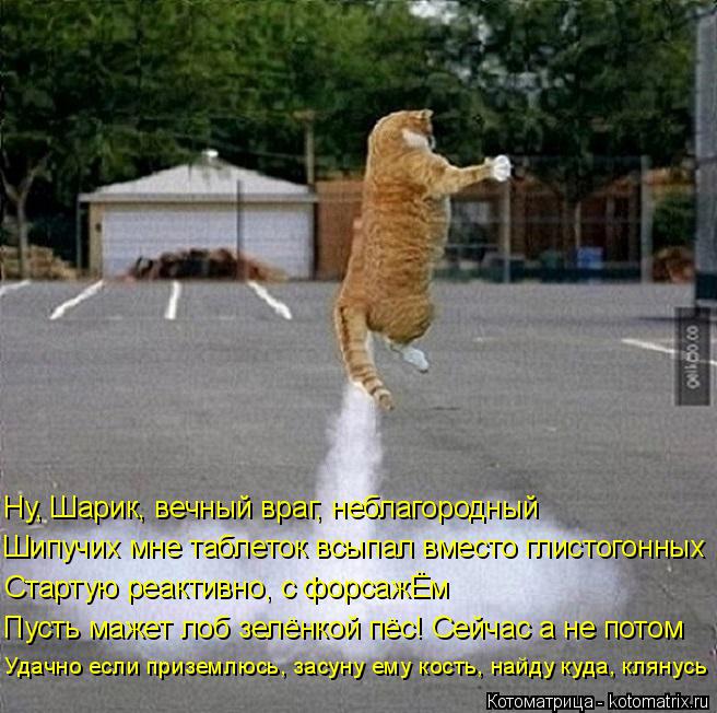 Котоматрица: Шипучих мне таблеток всыпал вместо глистогонных Удачно если приземлюсь, засуну ему кость, найду куда, клянусь Пусть мажет лоб зелёнкой пёс!