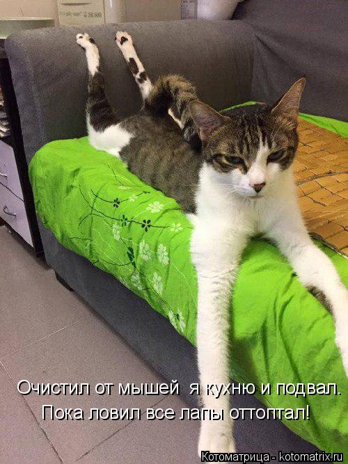 Котоматрица: Пока ловил все лапы оттоптал! Очистил от мышей  я кухню и подвал.