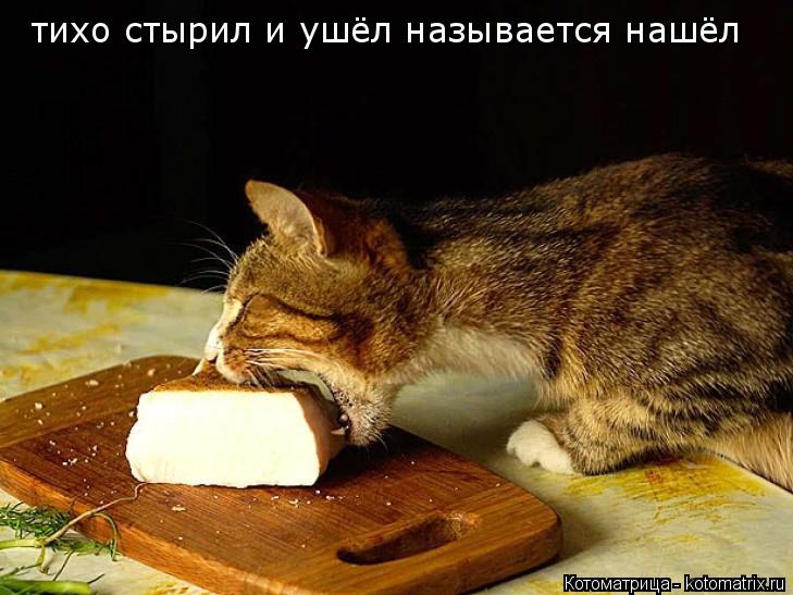 Котоматрица: тихо стырил и ушёл называется нашёл