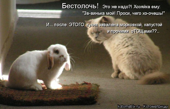 Бестолочь! "За-аинька мой! Проси, чего хо-очешь!" Это же надо?! Хозяйка ему: И... после ЭТОГО кух... Котоматрица: Бестолочь! "За-аинька мой! Проси, чего хо-очешь!" Это же надо?! Хозяйка ему: И... после ЭТОГО кухня завалена морковкой, капустой и прочими оТО