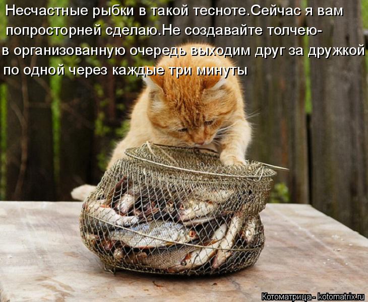 Котоматрица: Несчастные рыбки в такой тесноте.Сейчас я вам попросторней сделаю.Не создавайте толчею- в организованную очередь выходим друг за дружкой п