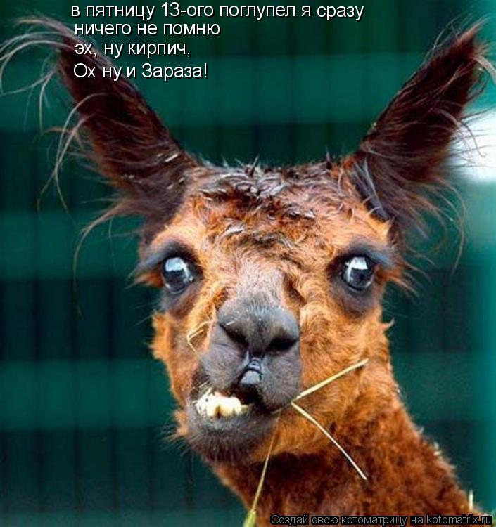 Котоматрица: в пятницу 13-ого поглупел я  сразу  ничего не помню эх, ну кирпич, Ох ну и Зараза!