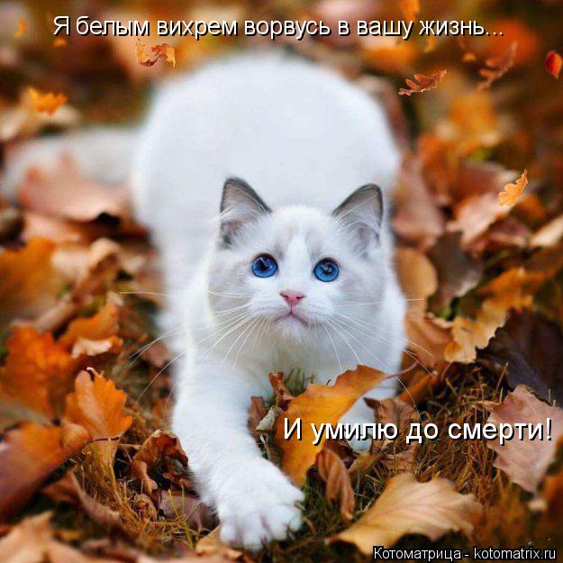 Котоматрица: Я белым вихрем ворвусь в вашу жизнь... И умилю до смерти!