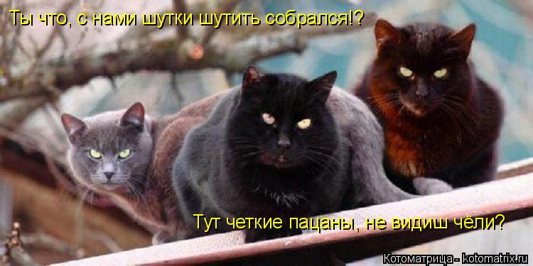 Котоматрица: Ты что, с нами шутки шутить собрался!? Тут четкие пацаны, не видиш чёли?