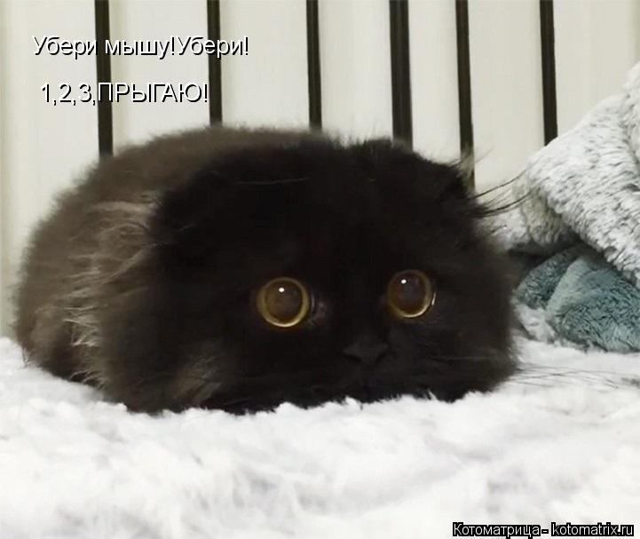 Котоматрица: Убери мышу!Убери! 1,2,3,ПРЫГАЮ! 1,2,3,ПРЫГАЮ!
