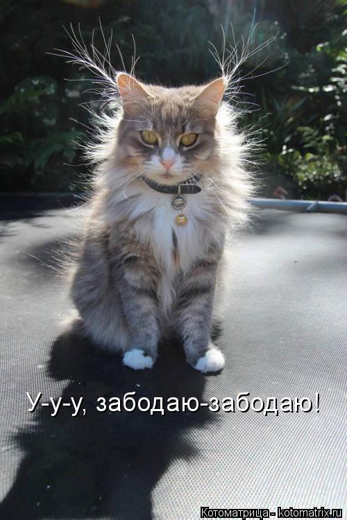 Котоматрица: У-у-у, забодаю-забодаю!