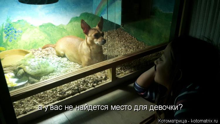 Котоматрица: а у вас не найдется место для девочки?