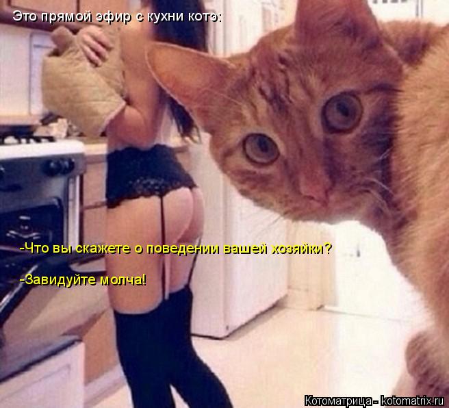 Котоматрица: Это прямой эфир с кухни котэ: -Что вы скажете о поведении вашей хозяйки? -Завидуйте молча!
