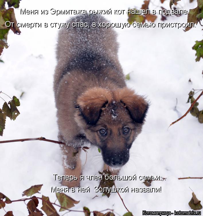 Котоматрица: Меня в ней  Золушкой назвали! Меня из Эрмитажа рыжий кот нашел в подвале. От смерти в стужу спас, в хорошую семью пристроил.  Теперь я член бол