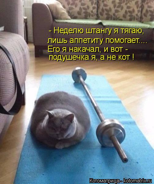 Котоматрица: - Неделю штангу я тягаю, лишь аппетиту помогает.... Его я накачал, и вот -  подушечка я, а не кот !