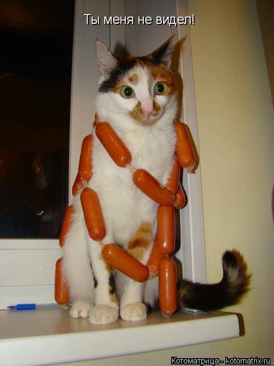 Котоматрица: Ты меня не видел!