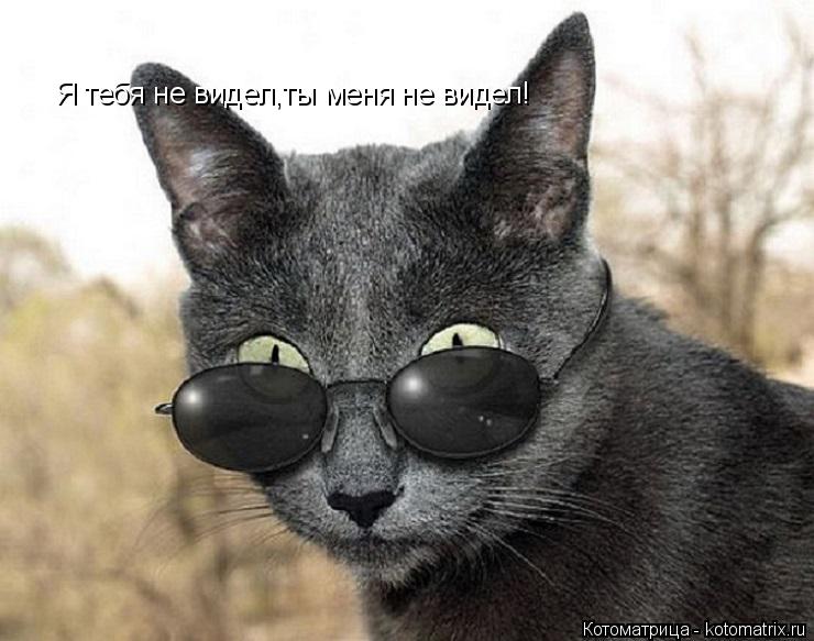 Котоматрица: Я тебя не видел,ты меня не видел!