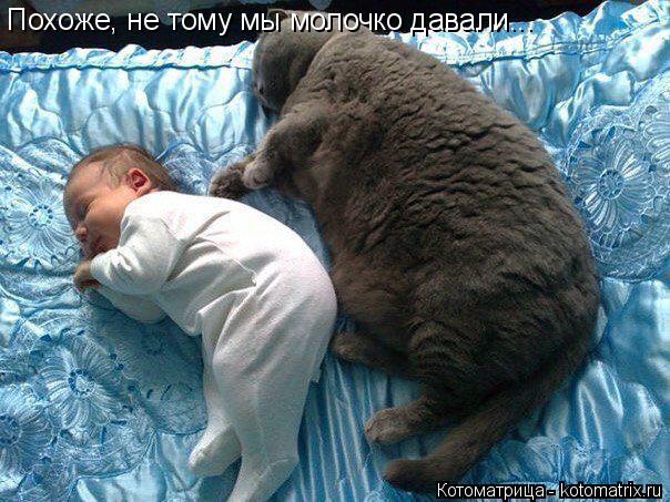Котоматрица: Похоже, не тому мы молочко давали...