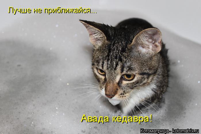 Котоматрица: Лучше не приближайся... Авада кедавра!