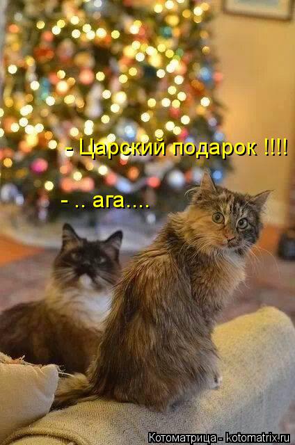 Котоматрица: - Царский подарок !!!! - .. ага....