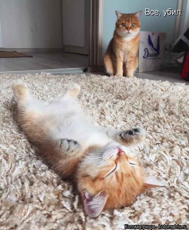Котоматрица: Все, убил.