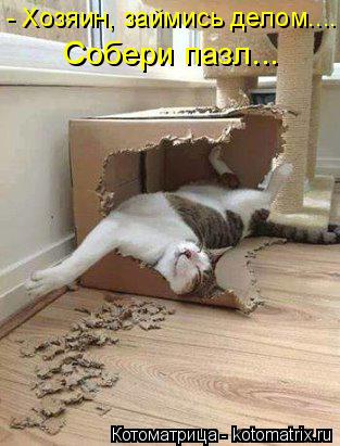 Котоматрица: - Хозяин, займись делом.... Собери пазл...