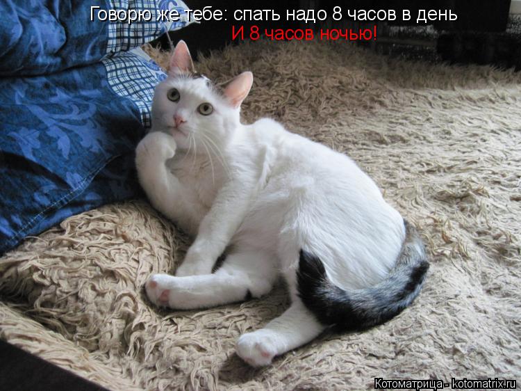 Котоматрица: Говорю же тебе: спать надо 8 часов в день   И 8 часов ночью!