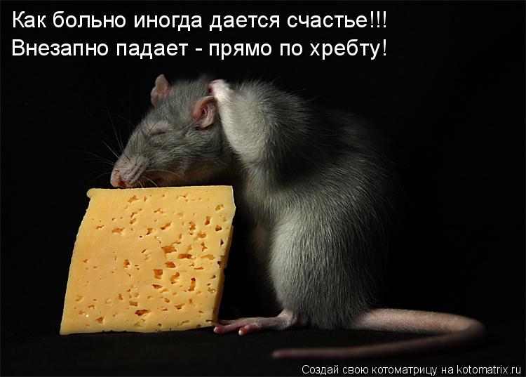 Котоматрица: Как больно иногда дается счастье!!! Внезапно падает - прямо по хребту!