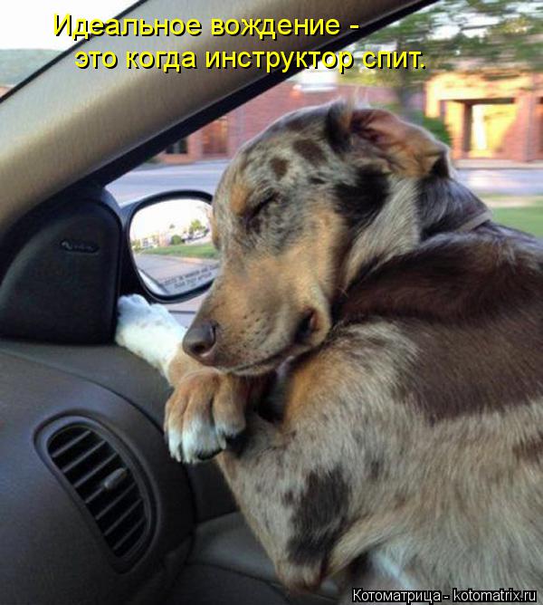 Котоматрица: Идеальное вождение - это когда инструктор спит.