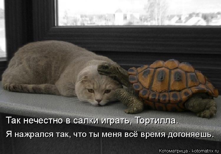 Котоматрица: Так нечестно в салки играть, Тортилла. Я нажрался так, что ты меня всё время догоняешь.