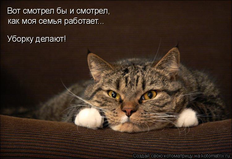Котоматрица: Вот смотрел бы и смотрел, как моя семья работает... Уборку делают!