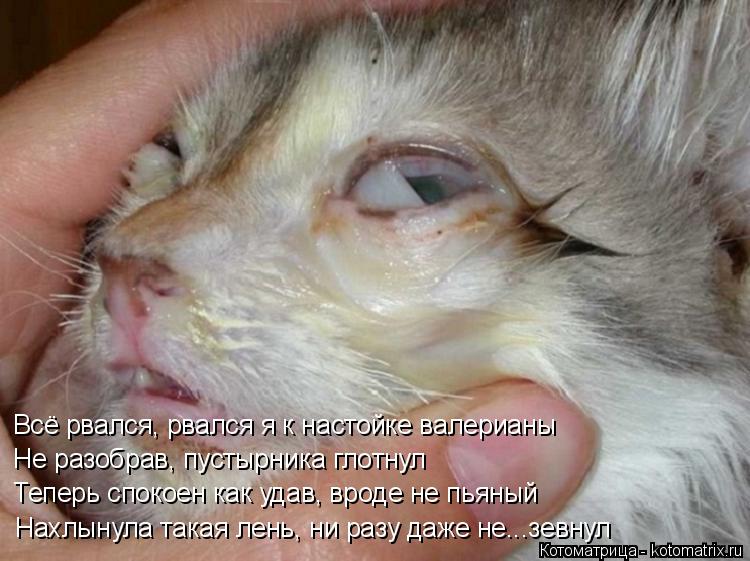 Котоматрица: Всё рвался, рвался я к настойке валерианы Не разобрав, пустырника глотнул Теперь спокоен как удав, вроде не пьяный Нахлынула такая лень, ни 