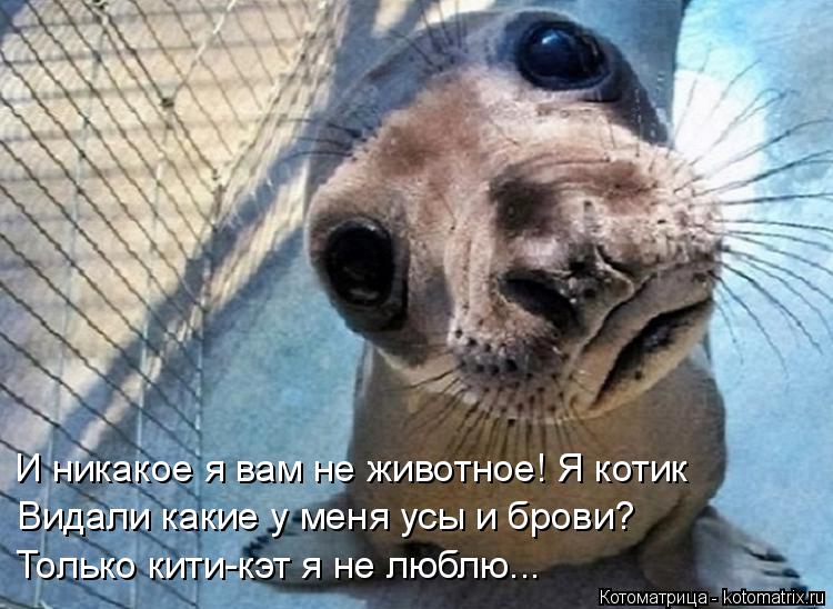 Котоматрица: И никакое я вам не животное! Я котик Видали какие у меня усы и брови? Только кити-кэт я не люблю...