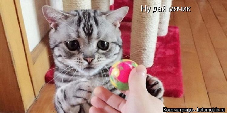 Котоматрица: Ну дай мячик