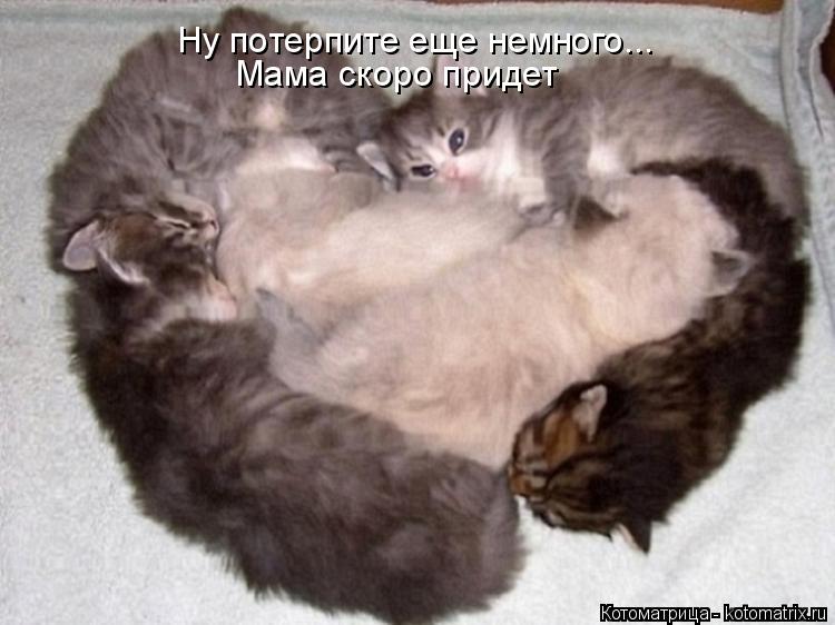 Котоматрица: Ну потерпите еще немного...  Мама скоро придет