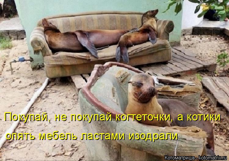 Котоматрица: Покупай, не покупай когтеточки, а котики опять мебель ластами изодрали