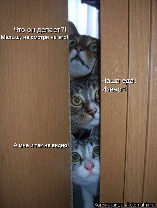 Котоматрица: Что он делает?! Наша еда! Изверг! Малыш, не смотри на это! А мне и так не видно!
